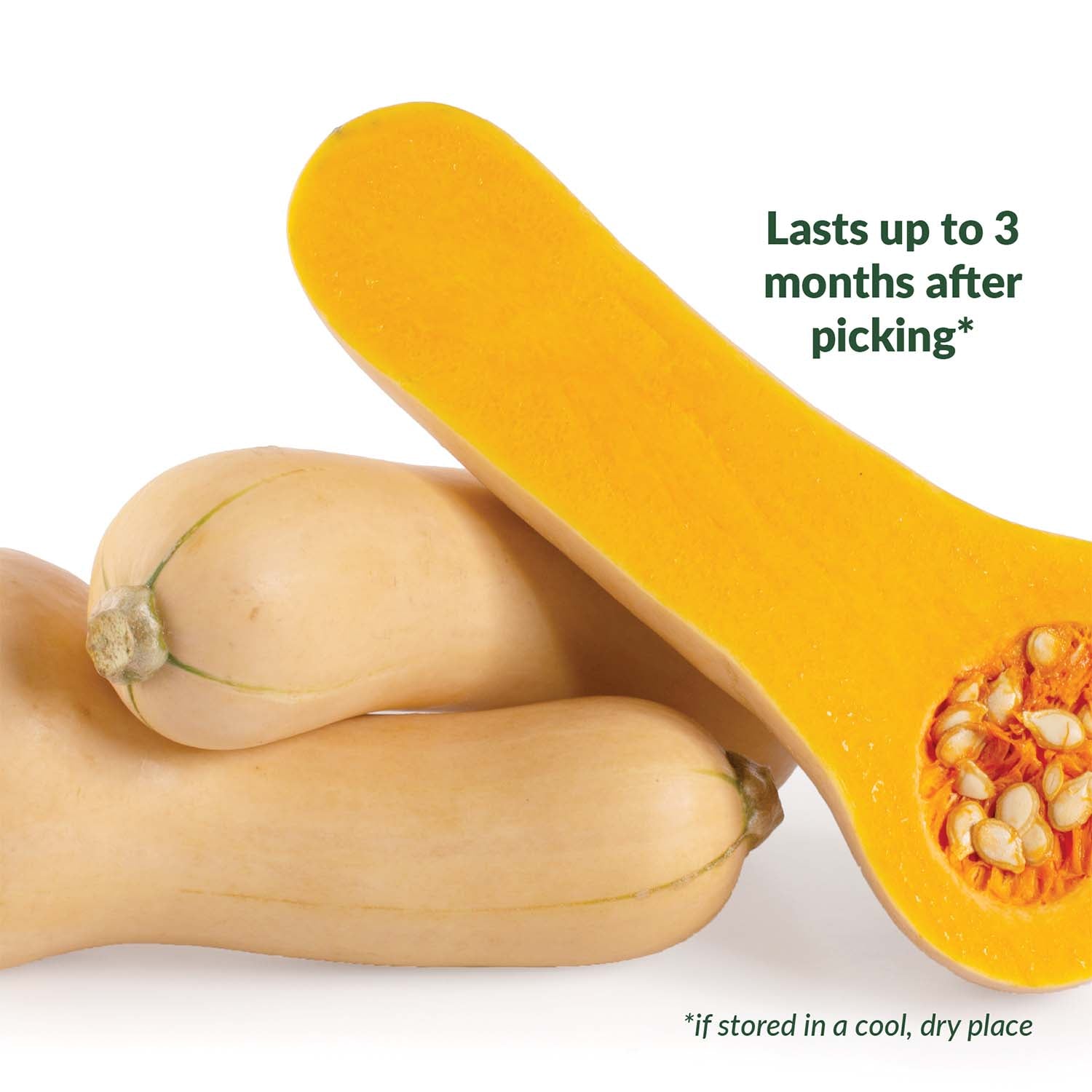 Ferry-Morse squash butternut sasquash F1 lasts up to 3 months after picking call out